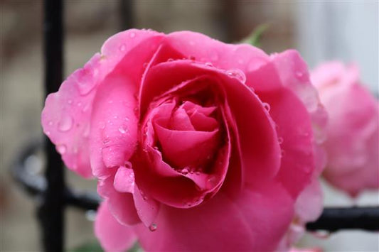 Rose Ketones in Cosmetics | Are There New UK Regulations?