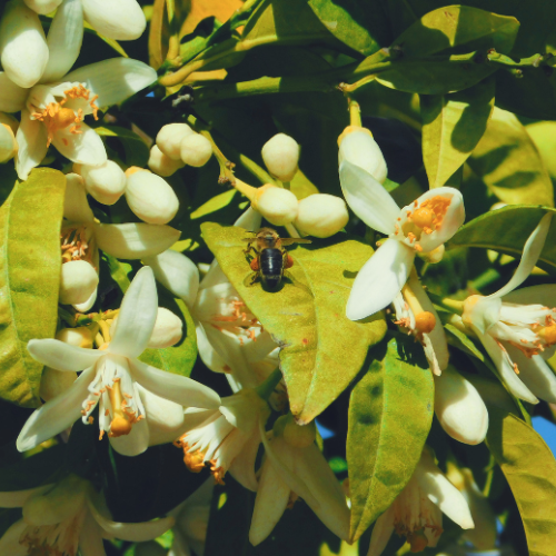 Neroli Essential Oil