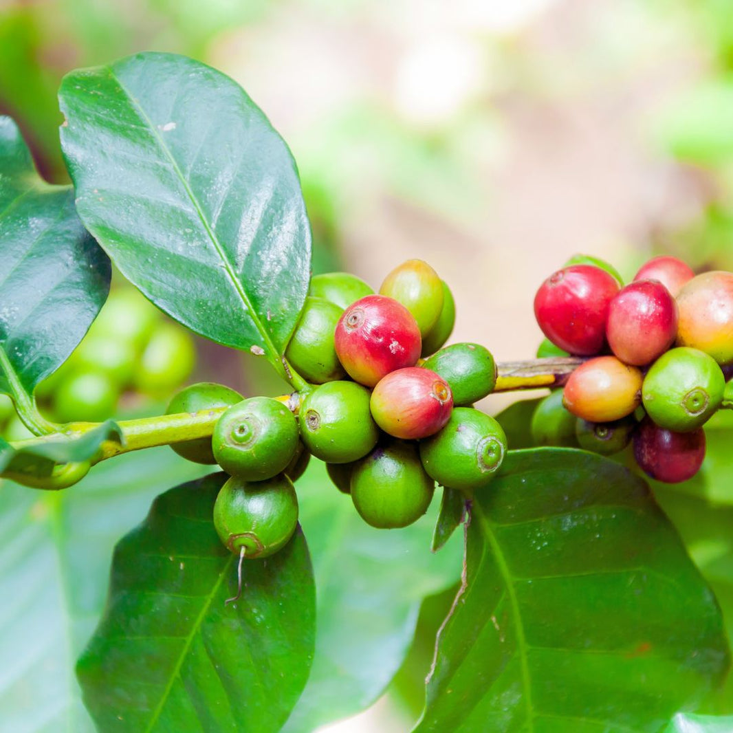 78 Gbp To Aud 78 Gbp To Aud