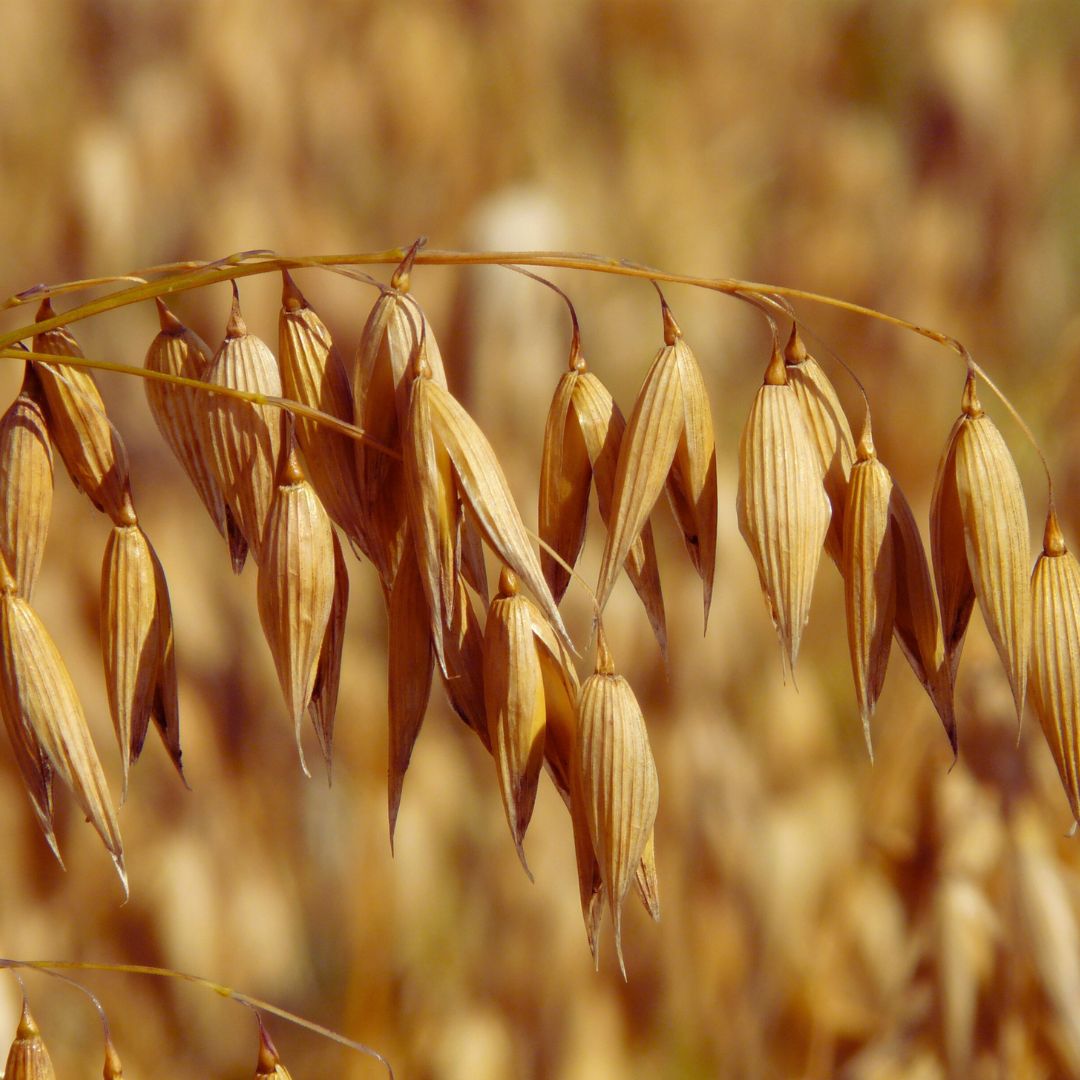 Oat Kernel Oil Refined