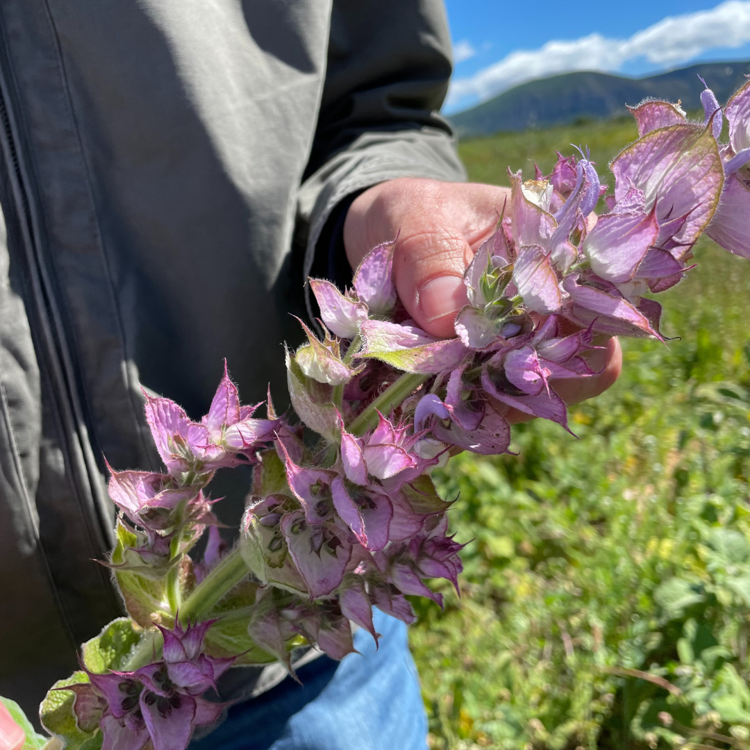 Clary Sage essential oil