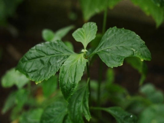 Patchouli Essential Oil