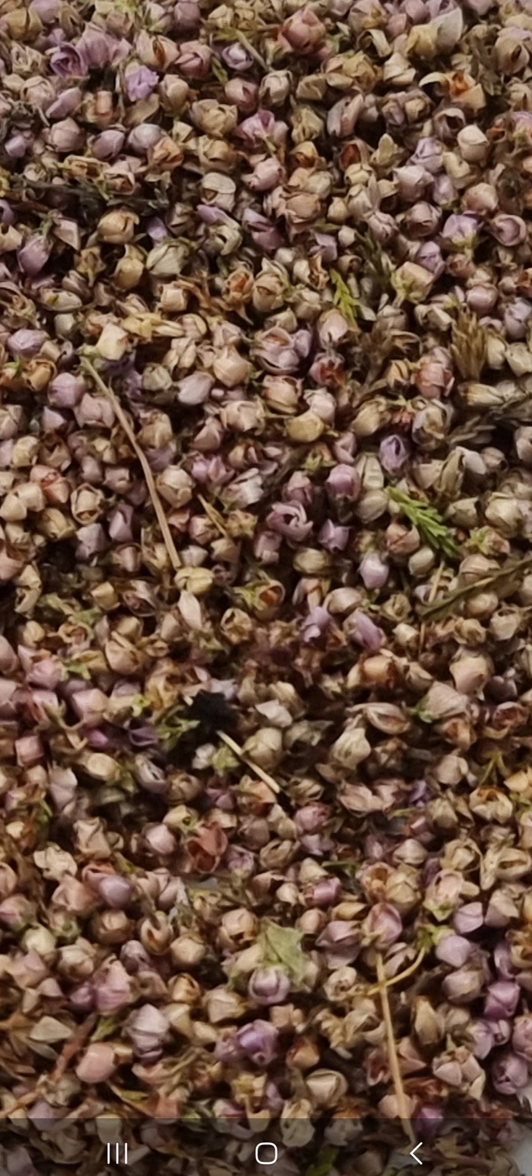 a close up showing tiny round heather flowers which are purple through to pink in colour, mixed among them are very small pieces of green stem